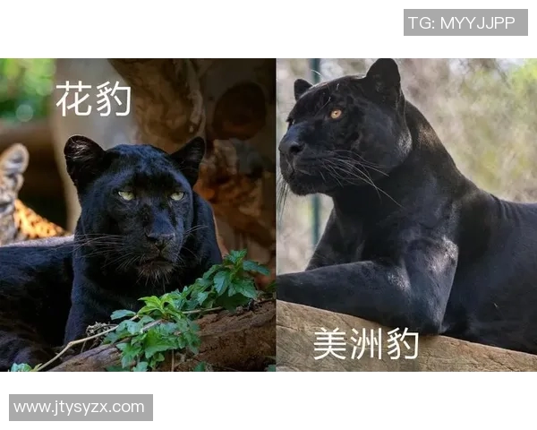 美洲虎与美洲狮的生存之争探秘与生态对比分析 美洲虎与美洲狮的生存之争探秘与生态对比分析